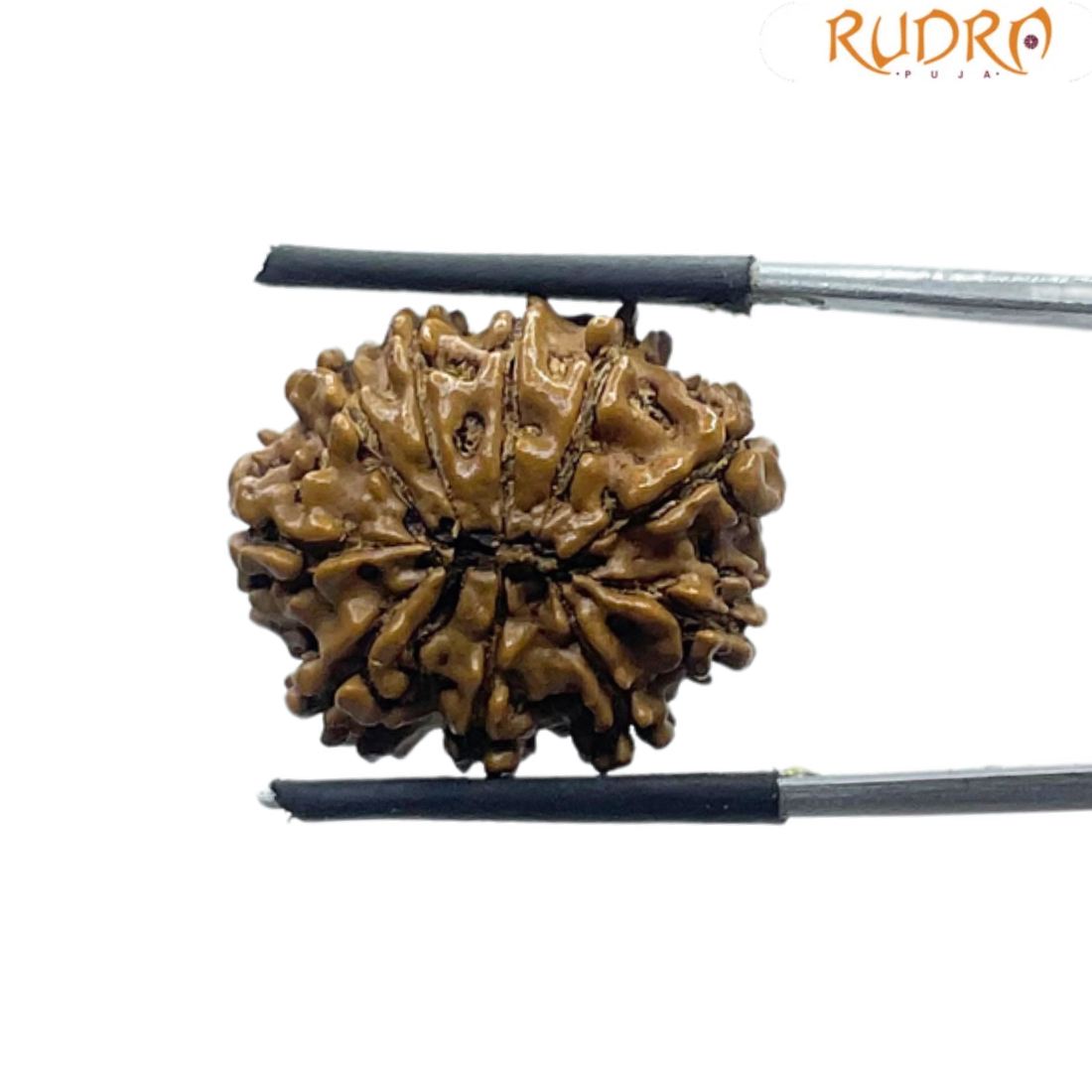 10 Mukhi Nepal Rudraksha - (22.08 MM)