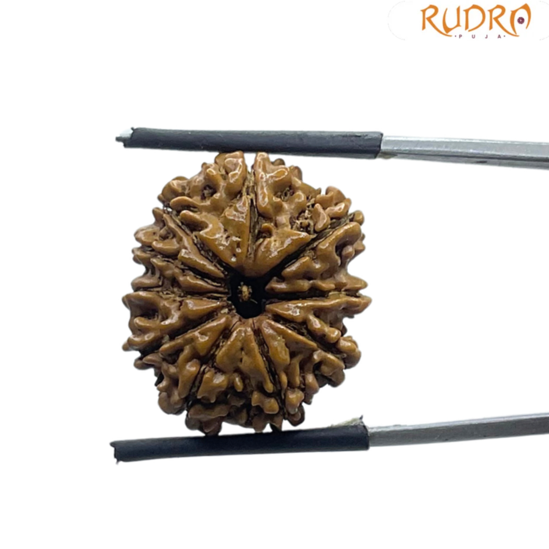 10 Mukhi Nepal Rudraksha - (22.08 MM)