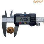 10 Mukhi Nepal Rudraksha - (22.08 MM)