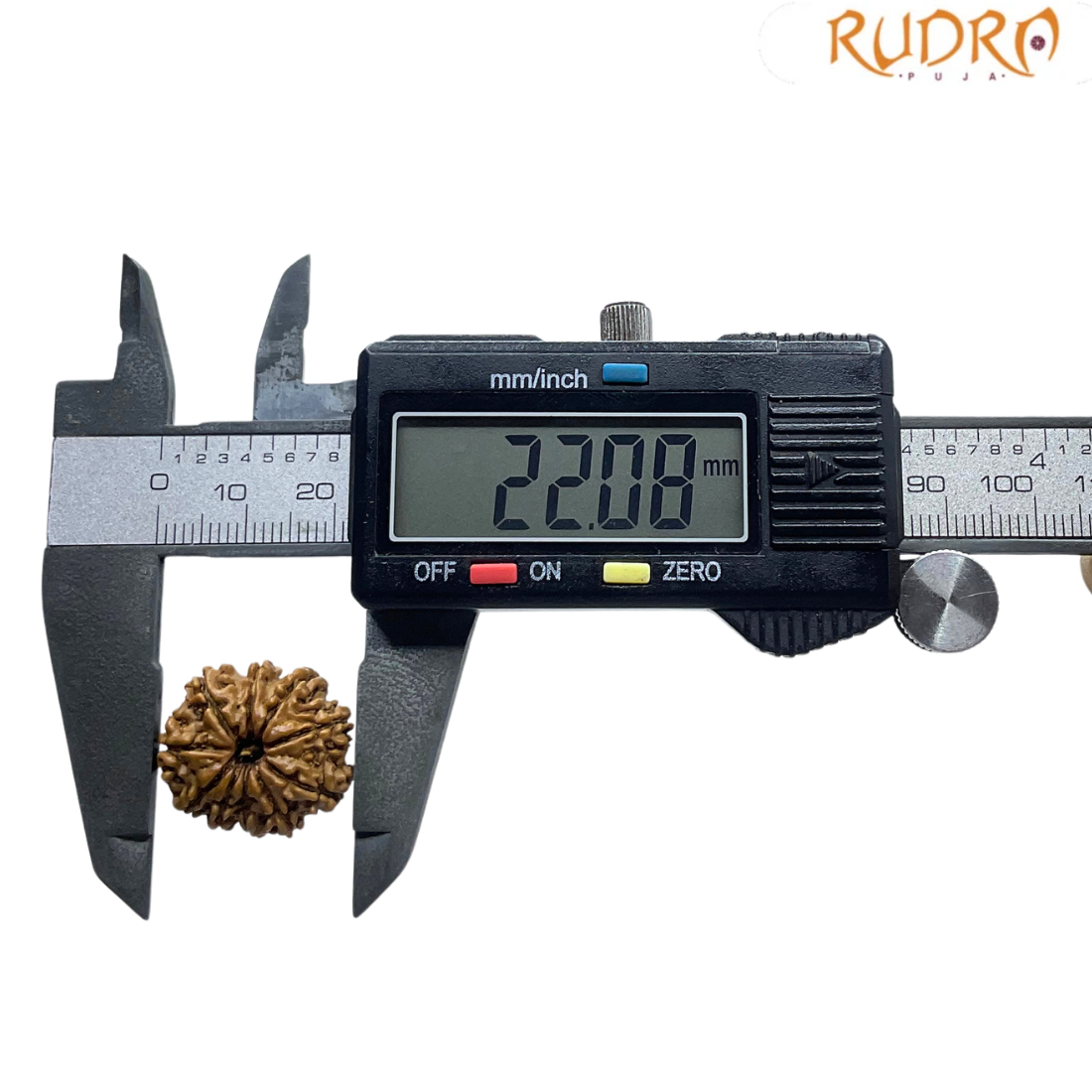 10 Mukhi Nepal Rudraksha - (22.08 MM)