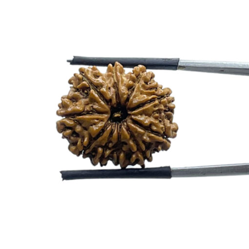 10 Mukhi Nepal Rudraksha - (22.08 MM)