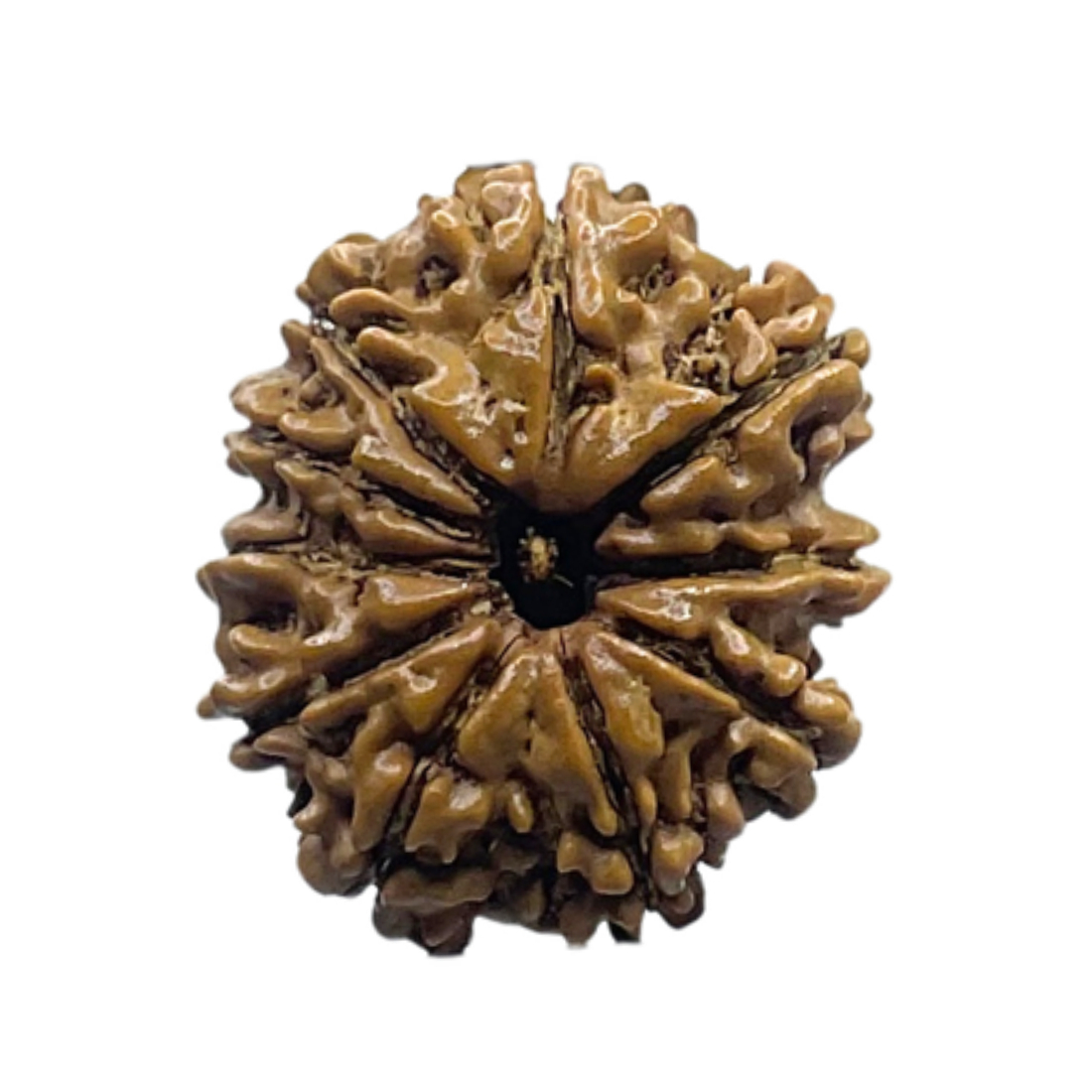 10 Mukhi Nepal Rudraksha - (22.08 MM)
