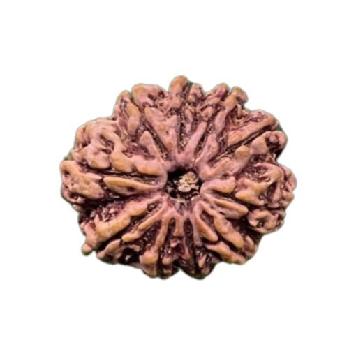 10 Mukhi Nepal Rudraksha 28.71 Mm