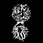 X Ray Certified Gaurishankar Rudraksha Nepal (33.73 Mm)