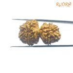 Gaurishankar-Rudraksha-Nepal-33.73-Mm-Bp-C.jpg