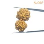 Gaurishankar-Rudraksha-Nepal-33.73-MM-FP-C.jpg
