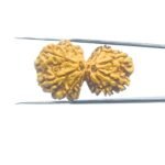 Gaurishankar-Rudraksha-Nepal-33.73-MM-MP-C.jpg