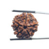 5 Mukhi Nepal Rudraksha - (23.28 MM)