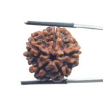 5 Mukhi Nepal Rudraksha - (23.28 MM)
