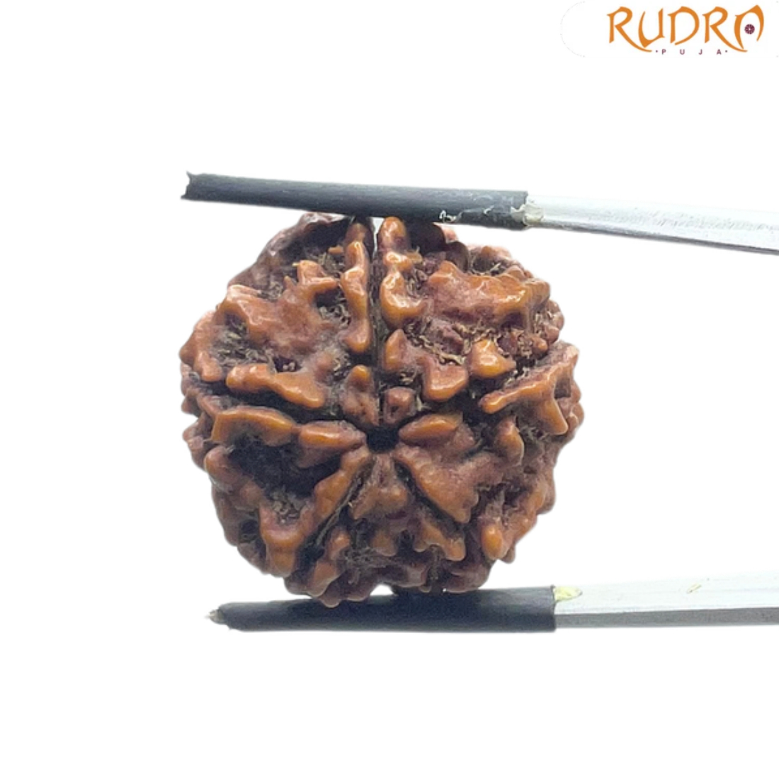 5 Mukhi Nepal Rudraksha - (23.28 MM)