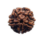 5 Mukhi Nepal Rudraksha - (23.28 MM)
