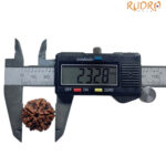 5 Mukhi Nepal Rudraksha - (23.28 MM)