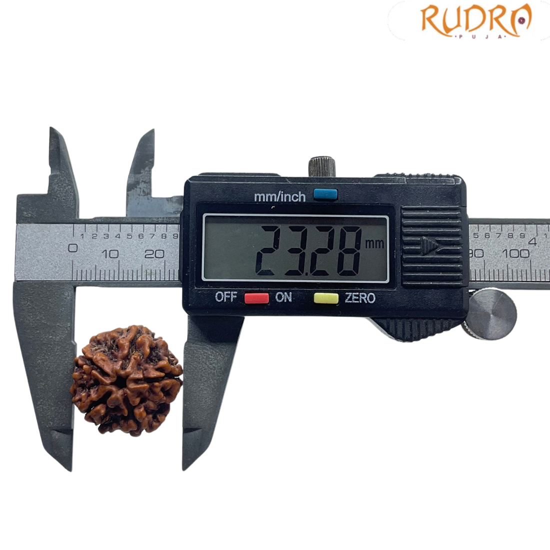 5 Mukhi Nepal Rudraksha - (23.28 MM)