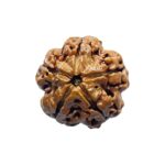 5 Mukhi Rudraksha (21.38 MM)