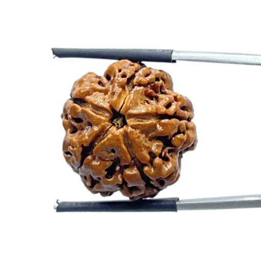 5 Mukhi Rudraksha (21.38 MM)