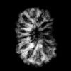 13 Mukhi Indonesian Rudraksha (16.51 Mm)