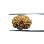 Indonesian Fourteen Mukhi Rudraksha - ( 18.20 MM)