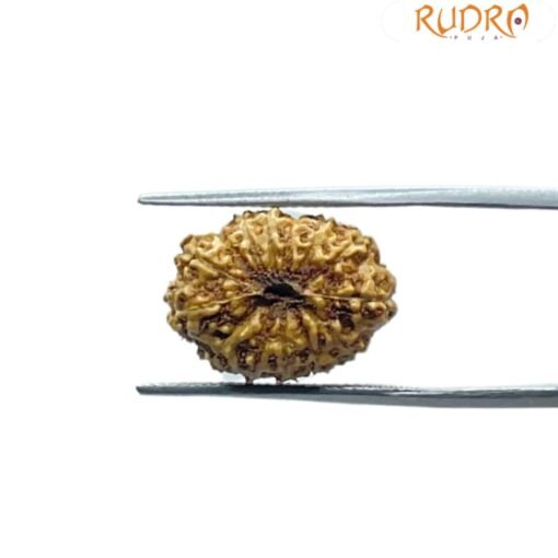 Indonesian Fourteen Mukhi Rudraksha - ( 18.20 MM)