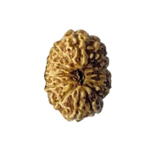 Indonesian Fourteen Mukhi Rudraksha - ( 18.20 MM)