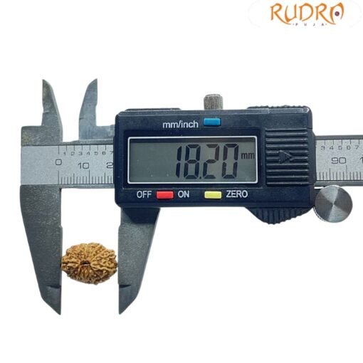 Indonesian Fourteen Mukhi Rudraksha - ( 18.20 MM)