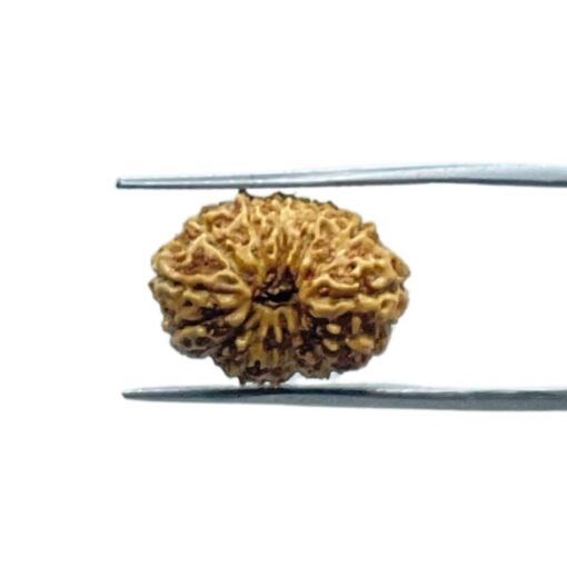 Indonesian Fourteen Mukhi Rudraksha - ( 18.20 Mm)