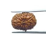 Certified Indonesian 14 Mukhi Rudraksha (16.90 MM )