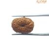 Certified Indonesian 14 Mukhi Rudraksha (16.90 Mm )