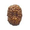 Certified Indonesian 14 Mukhi Rudraksha (16.90 Mm )