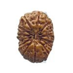 Certified Indonesian 14 Mukhi Rudraksha (16.90 Mm )