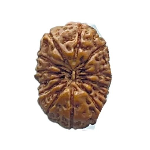 Certified Indonesian 14 Mukhi Rudraksha (16.90 MM )