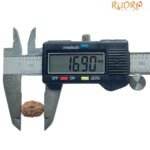 Certified Indonesian 14 Mukhi Rudraksha (16.90 Mm )