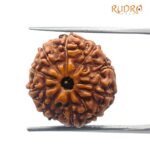 10 Mukhi Indonesian Rudraksha (15.65 Mm)