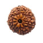 10 Mukhi Indonesian Rudraksha (15.65 Mm)