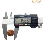 10 Mukhi Indonesian Rudraksha (15.65 Mm)