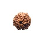 10 Mukhi Indonesian Rudraksha (16.95 Mm)