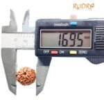 10 Mukhi Indonesian Rudraksha (16.95 Mm)