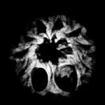 10 Mukhi Indonesian Rudraksha (16.95 Mm) X_Ray