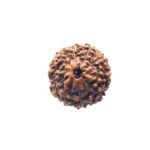 10 Mukhi Indonesian Rudraksha (17.20 Mm)