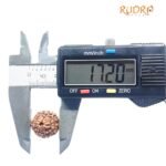 10 Mukhi Indonesian Rudraksha (17.20 Mm)