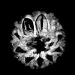 10 Mukhi Indonesian Rudraksha (17.20 Mm) X-Ray