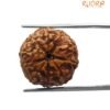 10 Mukhi Indonesian Rudraksha (18.50 Mm)