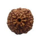 10 Mukhi Indonesian Rudraksha (18.50 Mm)