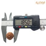 10 Mukhi Indonesian Rudraksha (18.50 Mm)