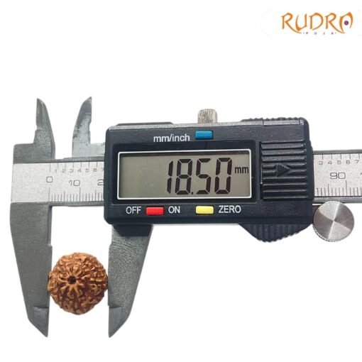 10 Mukhi Indonesian Rudraksha (18.50 MM)