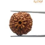 10 Mukhi Indonesian Rudraksha (18.50 Mm)