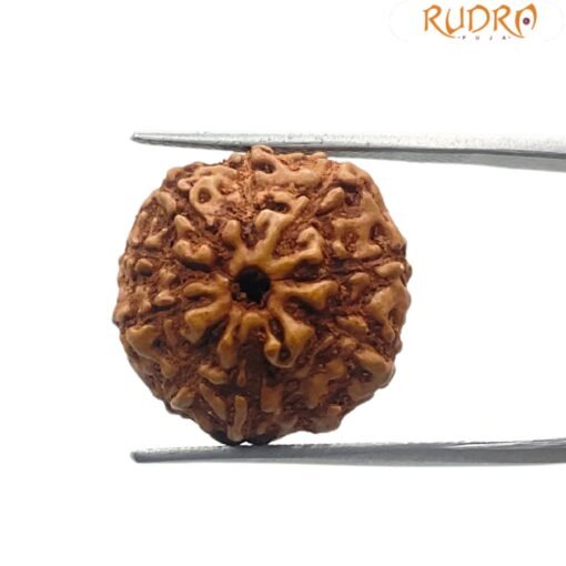 10 Mukhi Indonesian Rudraksha (18.50 MM)