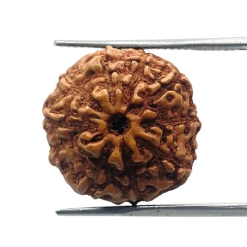 10 Mukhi Indonesian Rudraksha (18.50 Mm)