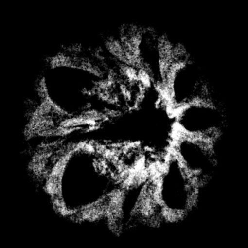 10 Mukhi Indonesian Rudraksha (18.50 MM) x-ray