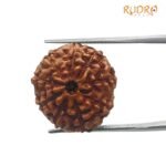 10 Mukhi Indonesian Rudraksha (20.55 Mm)