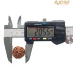 10 Mukhi Indonesian Rudraksha (20.55 Mm)